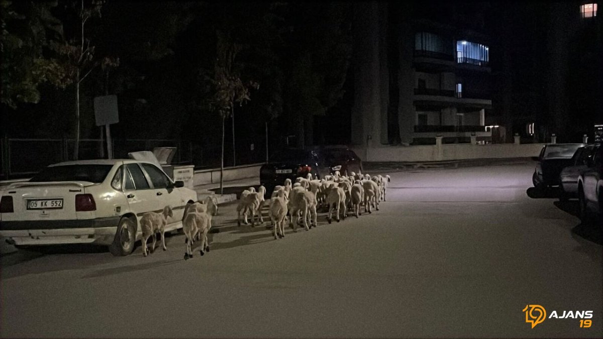 Çorum'da Ağızları Açık Bırakan Firar: Koca Sürü, Kapıyı Kırıp Kayboldu! İşte Bulunma Anı!