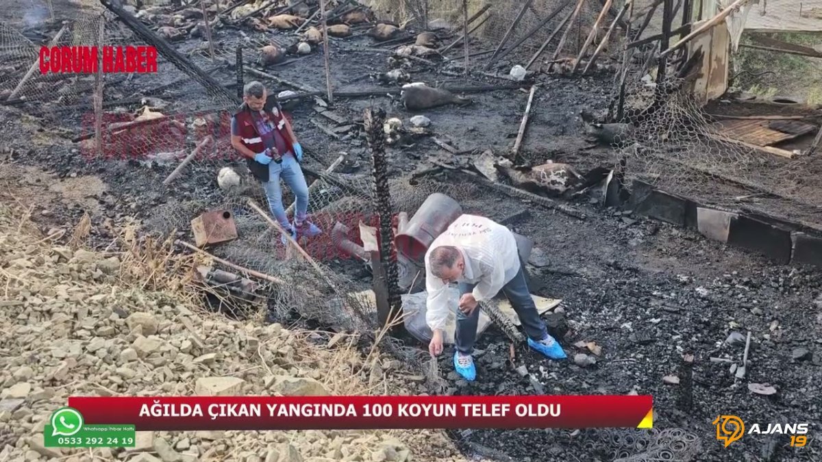 Çorum'da Sönük Hayaller: Ağılda Yangın 100 Koyunun Canını Aldı, Yarım Kalan Umutlar Kül Oldu!