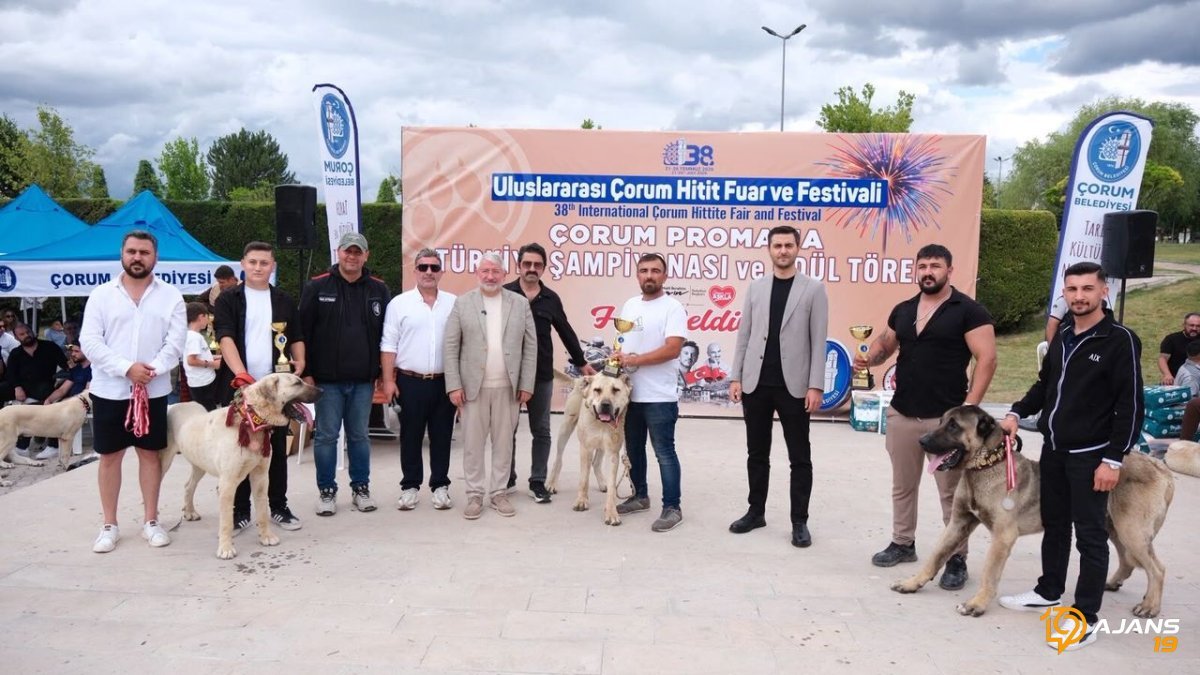 Çoban Köpeklerinin Destansı Kapışması Sonuçlandı: Türkiye Şampiyonu Safkan Hangisi Oldu? İşte O Anlar!