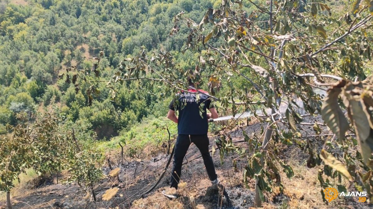 Çorum'da Bir Anda Alevlere Teslim Olan Ceviz Bahçesinde Nefes Kesen Kurtarma Operasyonu: Felaket Kapıdan Döndü!