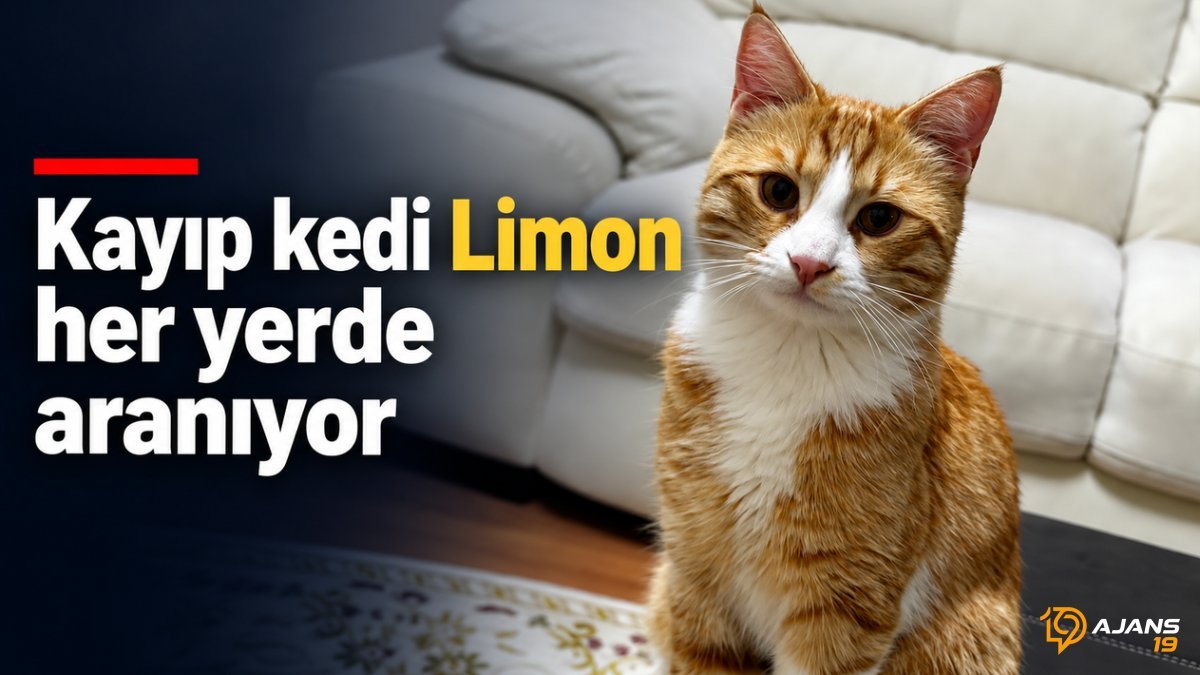 Çorum'da Tüyler Ürperten Kayıp: Sevgili Kedi Limon'dan Haftalardır Haber Yok! Sahibi Çaresizce Sesleniyor: 'Onu Görenler Lütfen Ulaşsın!'