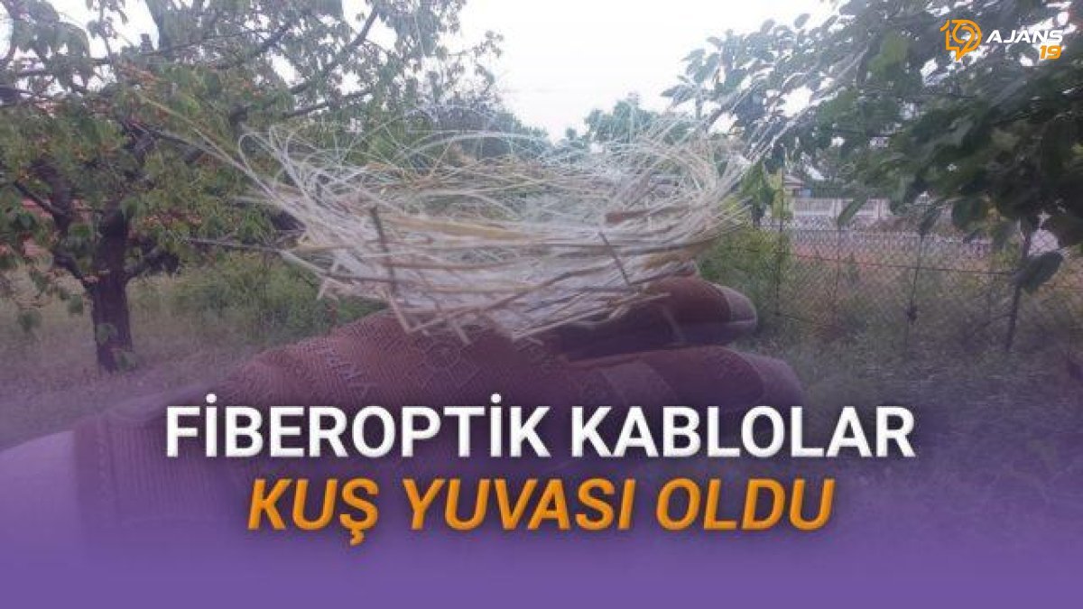 Ukrayna’da Kuşlar Fiberoptik Kabloyla Yuva Yaptı