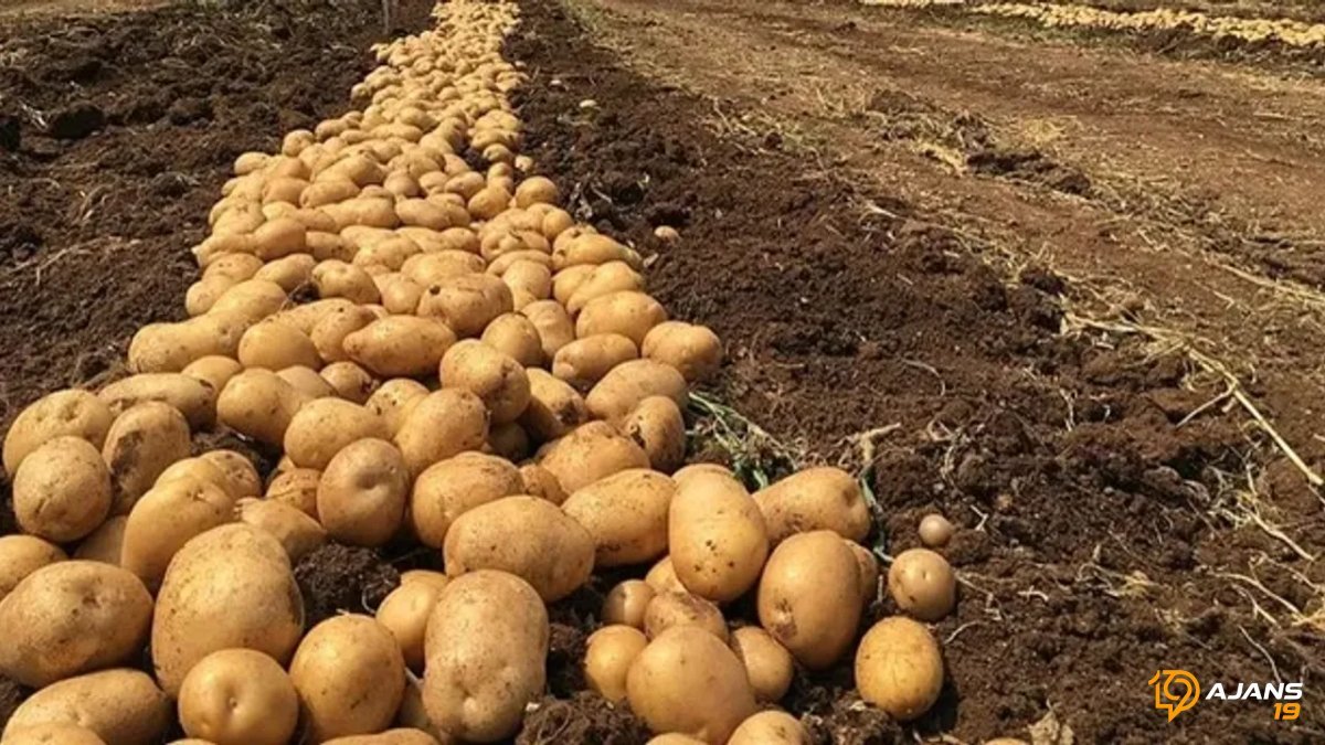 Patates Tarlalarından Market Raflarına: Çorum'da Hasat Sezonu Fiyatları Nasıl Şekillendirdi?