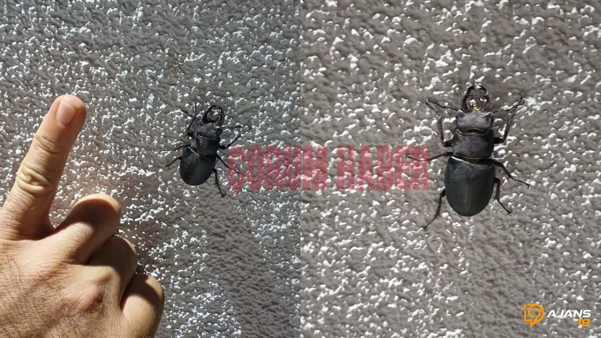 Ortalık Karıştı: Nesli Tükenme Tehlikesindeki 'Geyik Böceği' Şaşkınlıkla Karşılandı! Doğanın Gizemli Sakini Ev Bahçesinde!
