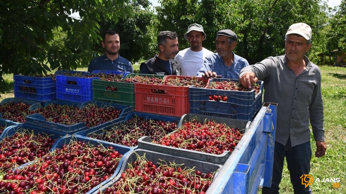 Napolyon Kirazı Rekoltesi Çiftçiyi Gülümsetti: Afyonkarahisar'da Yüksek Verim Beklentisi Karşılanıyor!