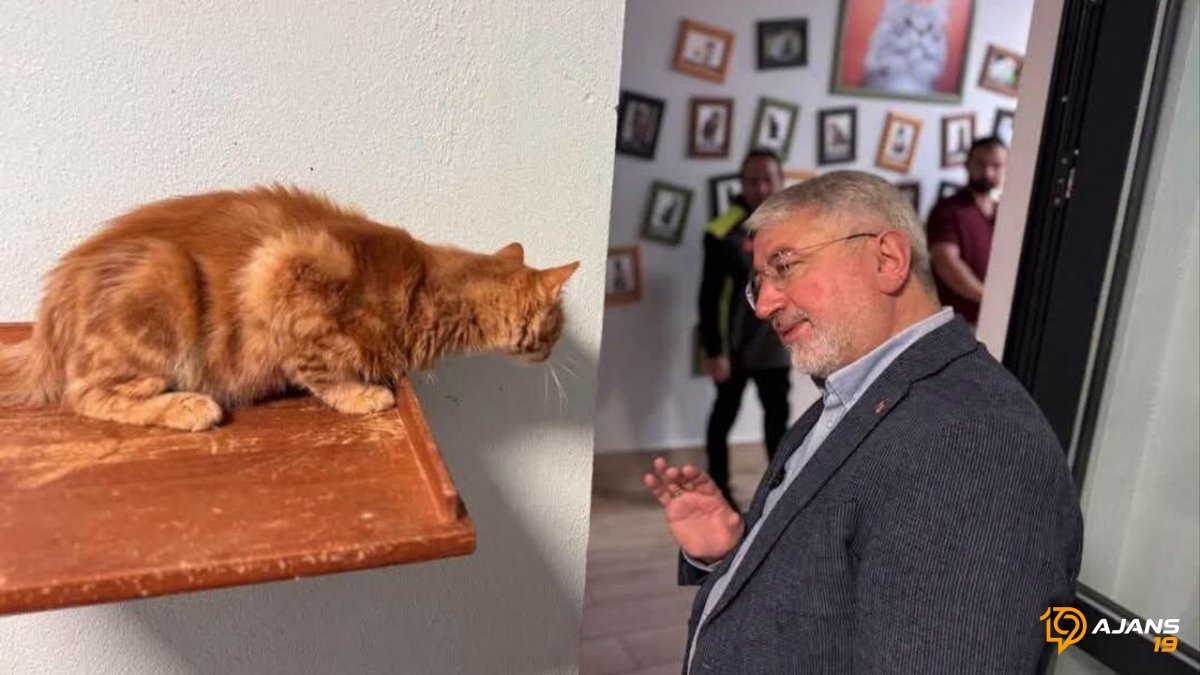 Çorum Sokakları Sevgiyle Doldu: Başkan Aşgın'dan Şaşırtan Kedi Konforu Projesi!