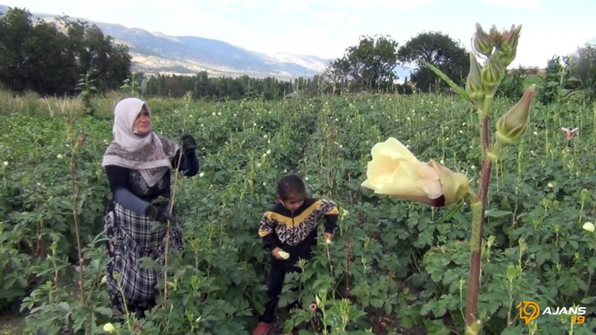 Aracısız, Doğal Lezzetler Sofralara Ulaşıyor: Çorum Çiftçisinin Devrim Yaratan Üretim ve Satış Modeli!