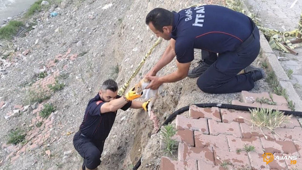 İtfaiye Ekiplerinden İnanılmaz Kurtarma: 6 Metre Yüksekten Çaya Düşen Yavru Kedi Hayata Tutundu!