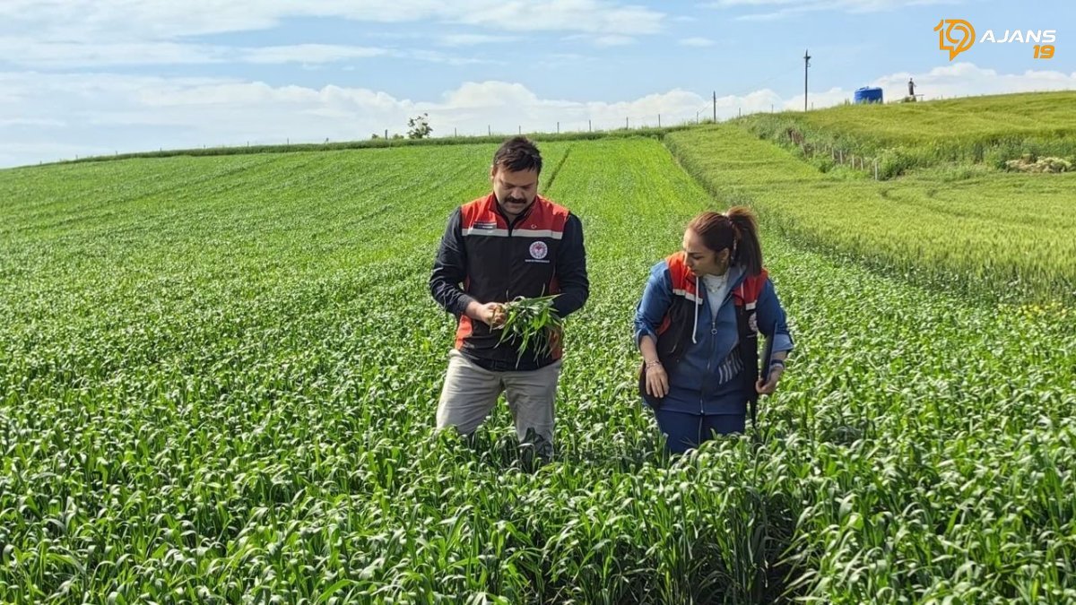 Çorum Tarlalarında Yeni Bir Dönem: Yerli Buğday Kirve Kuraklığa Karşı Umut Vadediyor