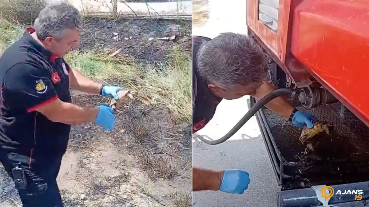 Yangından Kurtarılan Kaplumbağa İçin Nefes Kesen Müdahale: İtfaiyeden Sıra Dışı Kurtarma Operasyonu!
