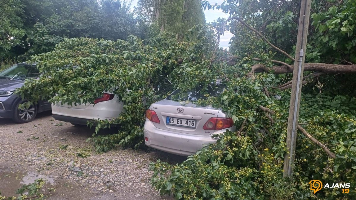 Çorum'da Korkunç Anlar: Gökyüzünden Düşen Dev Ağaçlar Park Halindeki Araçları Yerle Bir Etti!