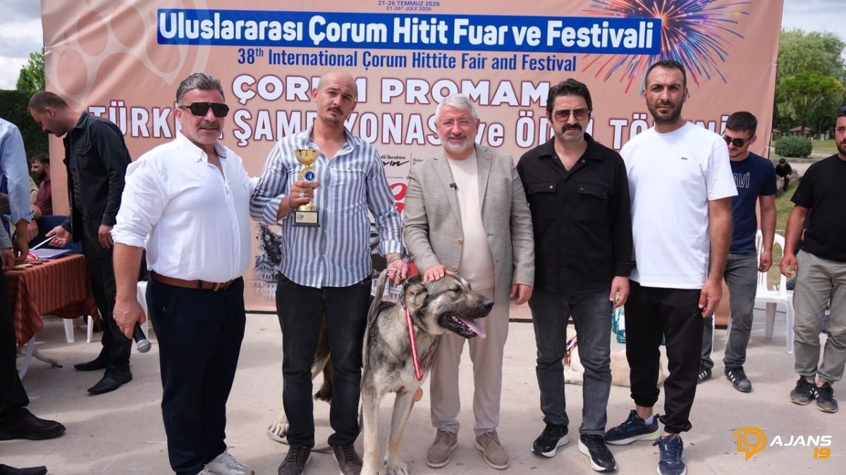 Anadolu'nun Kadim Bekçileri Çorum'da Göz Kamaştırdı: Türk Çoban Köpekleri Şampiyonası Nefes Kesti!