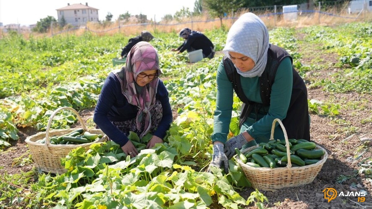 Ankara'nın Gizli Hazinesi: Çubuk Turşusu 45 Çeşidiyle Küresel Damakları Fethetti!
