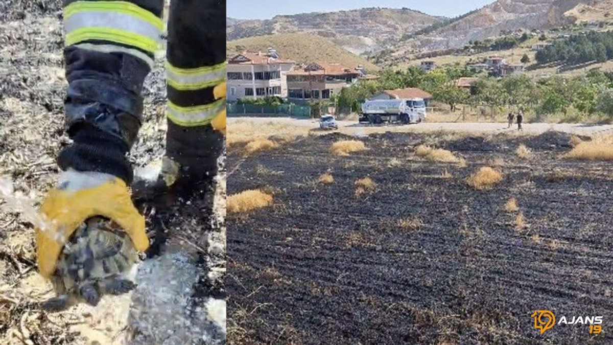 Alevlerin Ortasında Hayata Tutundu: Kaplumbağanın İtfaiye Kurtuluşu Tüyleri Diken Diken Etti!