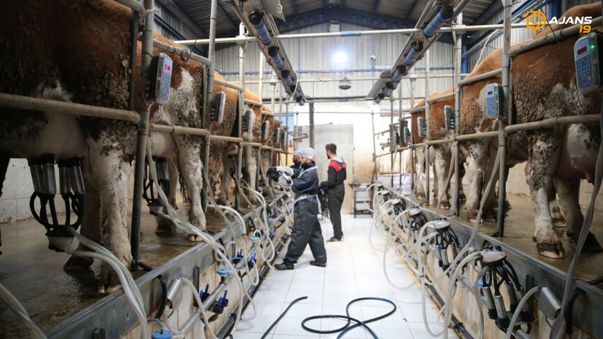 Süt Sektörüne Can Suyu: Tarım ve Orman Bakanlığı'ndan 6 Yılda 24,6 Milyar Liralık Dev Destek Hamlesi