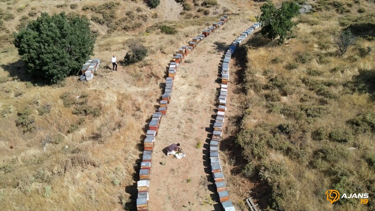 Elazığ'ın Altın Değeri: Coğrafi İşaretli Geven Balı Hasadı Başladı! Bu Yıl Rekolte Beklentisi Şaşırttı Mı?