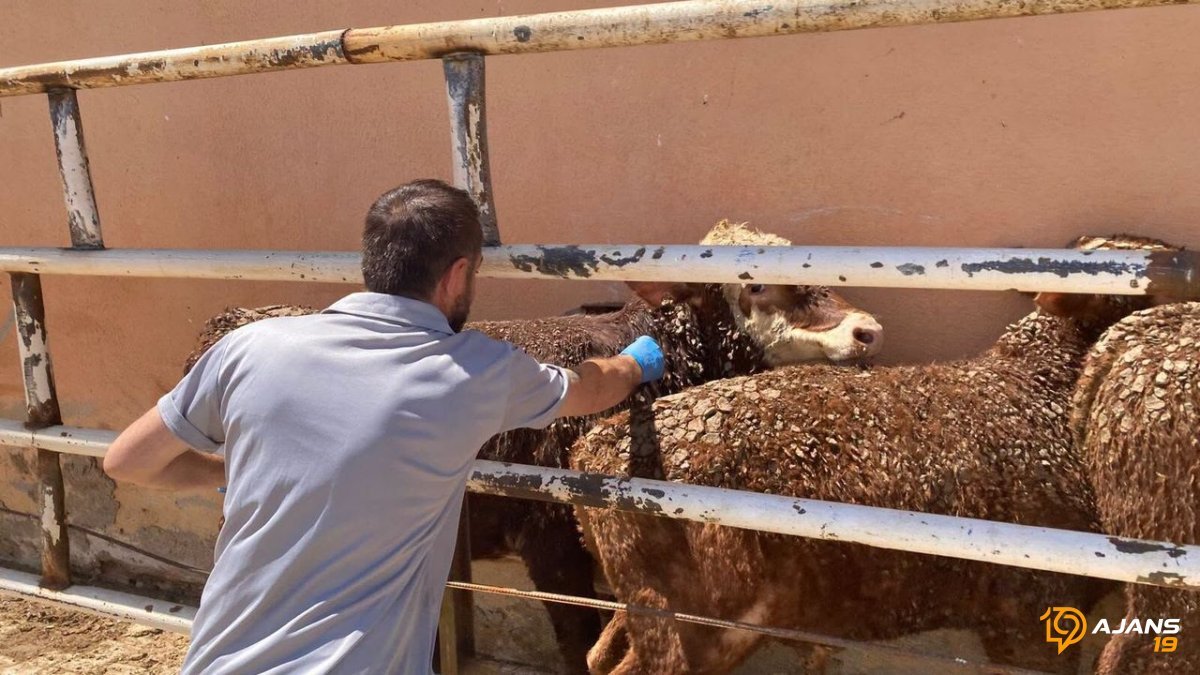 Besilik Hayvan İthalatında Yeni Dönem: Kapılar Sıkı Kontrole Açılıyor, Sektör Derin Bir Nefes Alıyor!