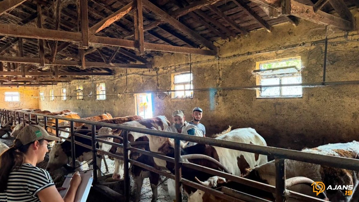 Çorum'da Hayvancılık Raporu Şoke Ediyor: Salgın Tehlikesine Karşı Seferberlik Başladı!
