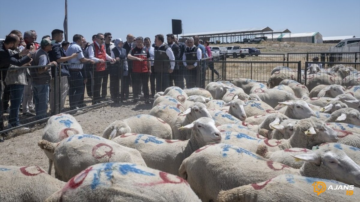 Bakan Yumaklı Açıkladı: Kırsalda Bereket Projesi Başladı, 160 Bin Hayvan Üreticiye Dağıtılıyor!