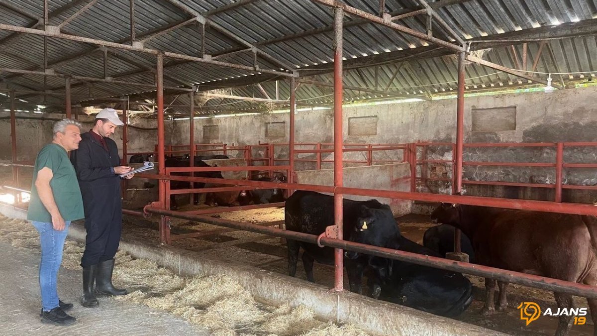 Milyonluk Destek Mecitözü'nde Hayvan Sahiplerine Ulaştı! Kırsalda Bereket Dönemi Başladı