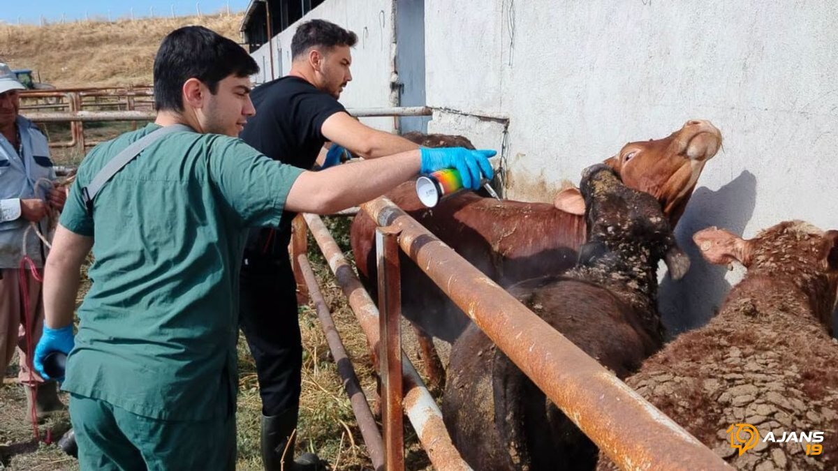 Çorum'a Gelen Kurbanlıklar Tehlike Saçıyor mu? İthal Hayvanlarda Karantina Şoku!