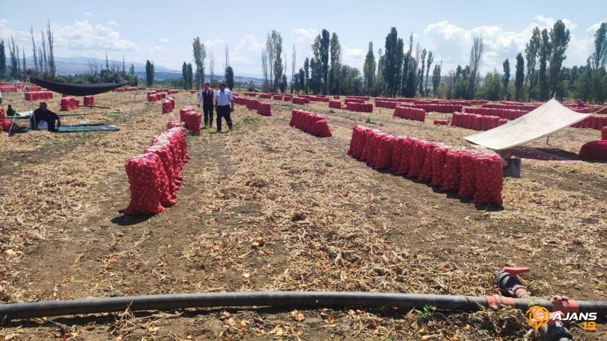 Köprüalan'da Üreticiler Sevinçle Karşıladı: Soğan Hasadı Başladı, Verim Yüzleri Güldürüyor!