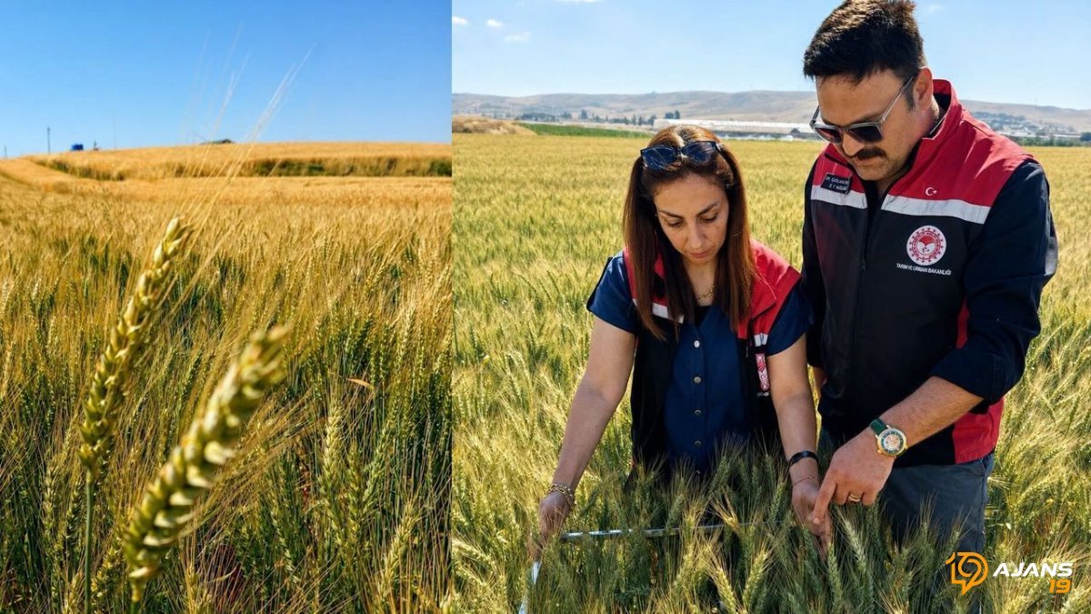 Kuraklık Delip Geçti: 'Kirve' Buğdayı Çorum Topraklarında Devrim Yaratıyor!
