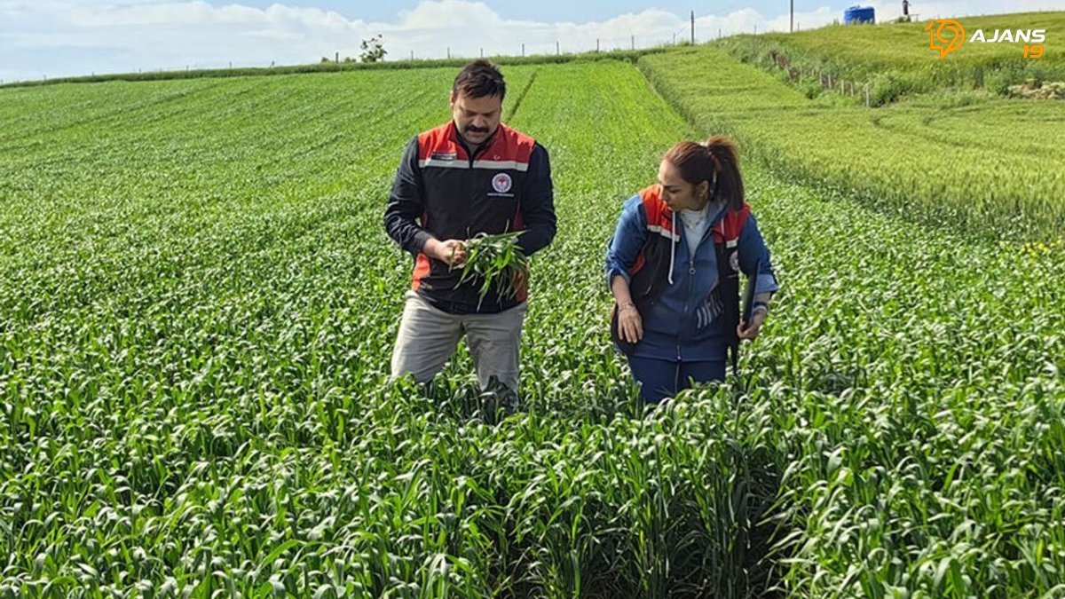 Çorum'da Tarımda Yeni Dönem: Yerli Kirve Buğdayı Bereket Vadediyor