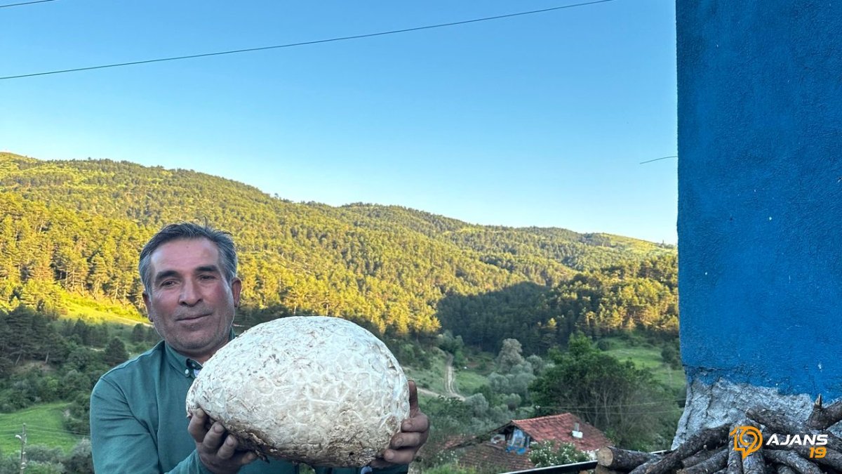 Çorum'da Doğanın Sürprizi: 5 Kilo Ağırlığındaki Dev Mantar Yerli Halkı Büyüledi!