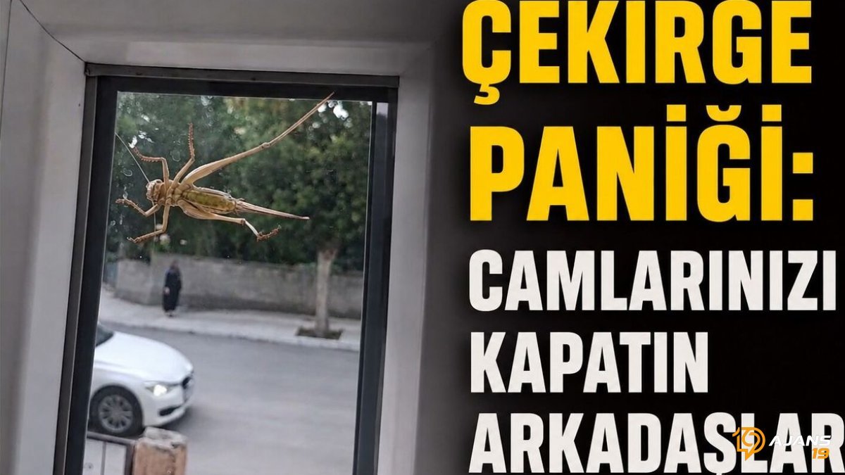 Çorum'da çekirge paniği: "Camlarınızı kapatın arkadaşlar"